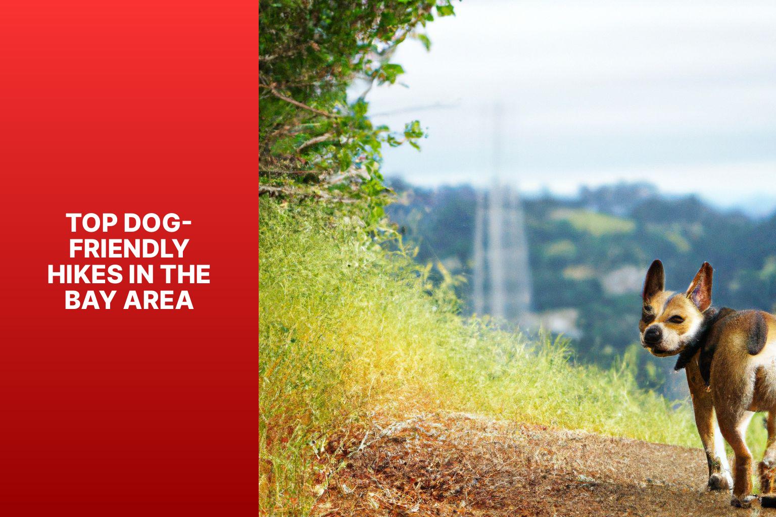 Top Dog-Friendly Hikes in the Bay Area - Dog Friendly Hikes in Bay Area 