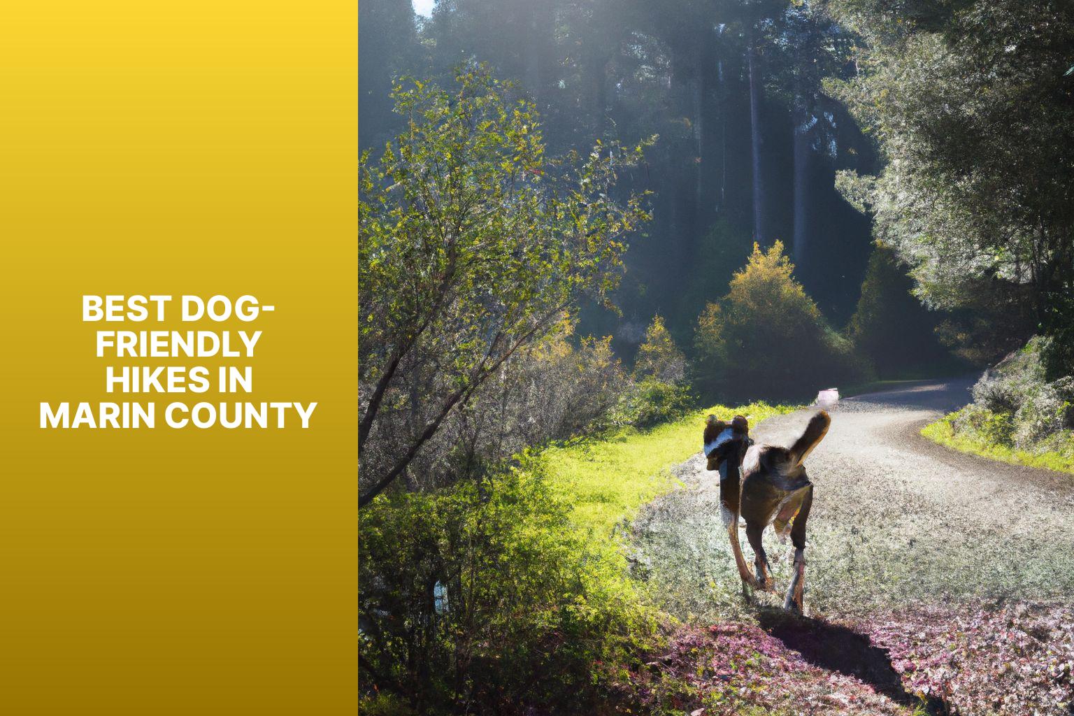 Best Dog-Friendly Hikes in Marin County - Dog Friendly Hikes in Marin 