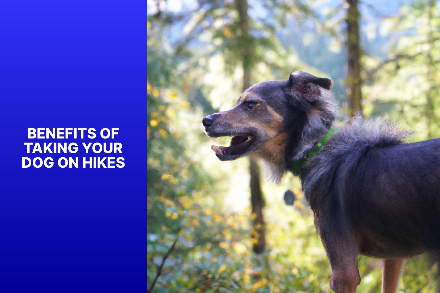 Benefits of Taking Your Dog on Hikes - Dog Friendly Hikes Near Seattle 